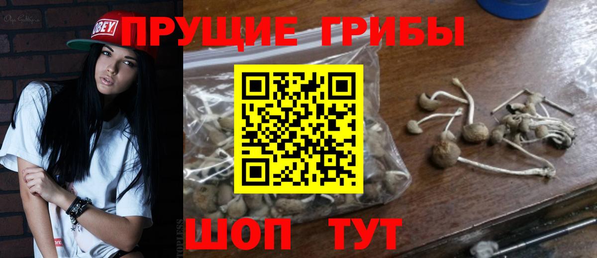 Унеча  Галлюциногенные грибы Cubensis  Вход с VPN 
